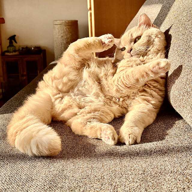 naokoさんの実例写真