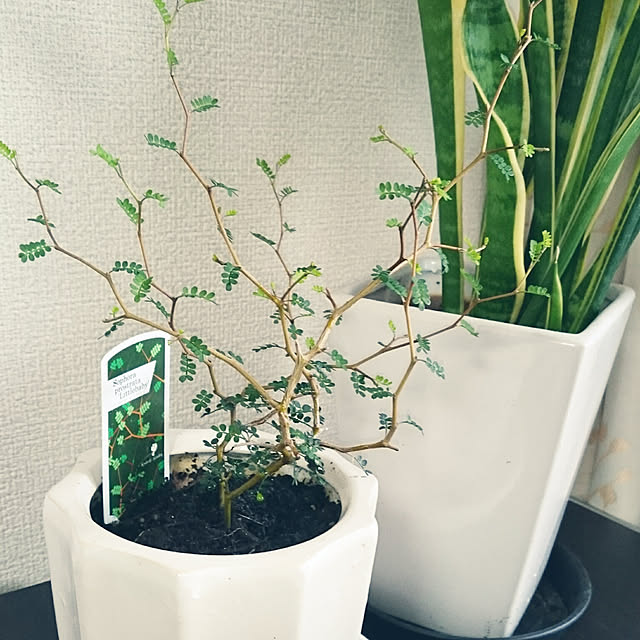 Riechanさんの実例写真