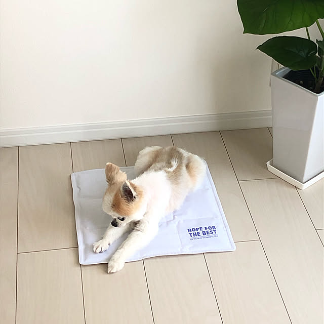 gonchanさんの実例写真