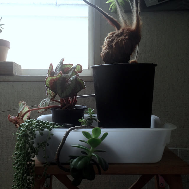 aoさんの実例写真