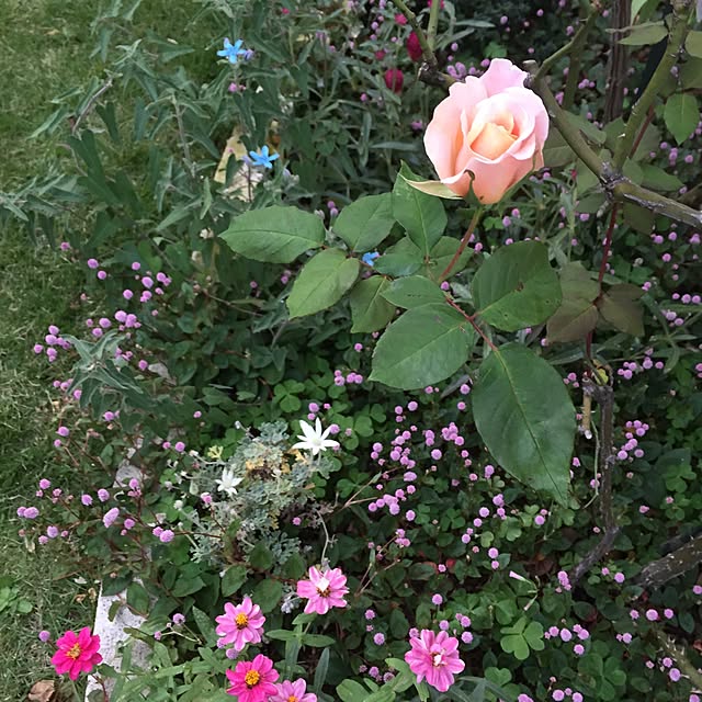 happygardenさんの実例写真