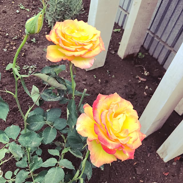 yuakimamさんの実例写真