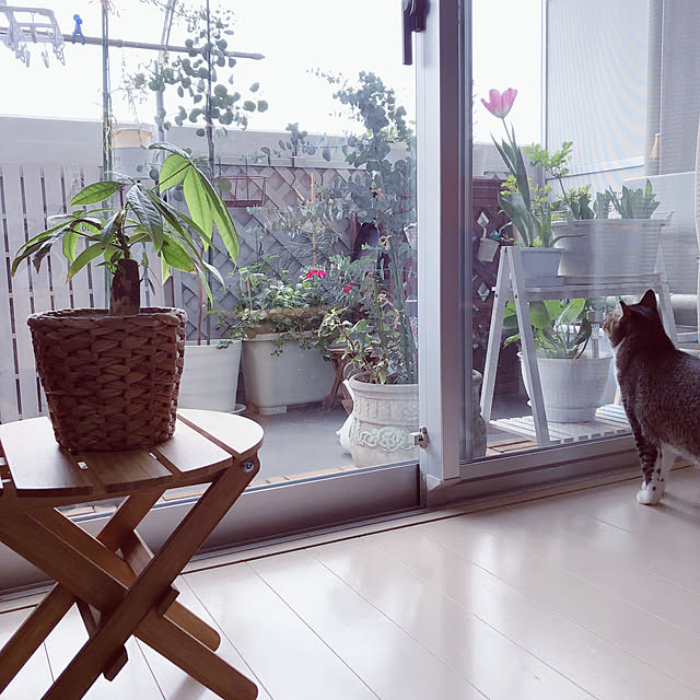 nekomiさんの実例写真