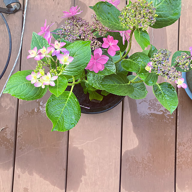 flowerさんの部屋