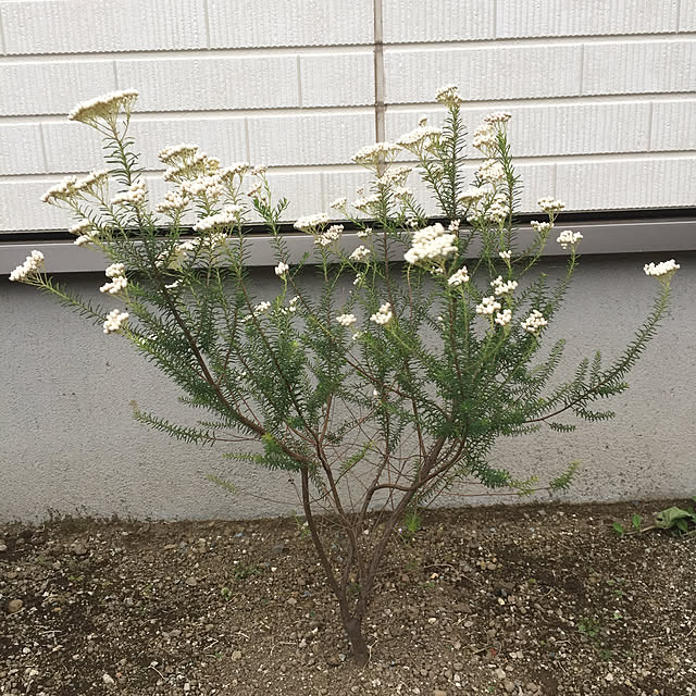sachimさんの実例写真