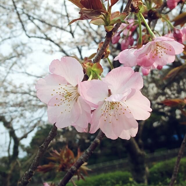 Yukirinさんの実例写真