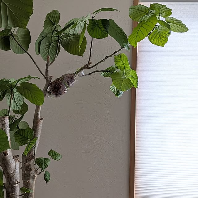 nolleyさんの部屋
