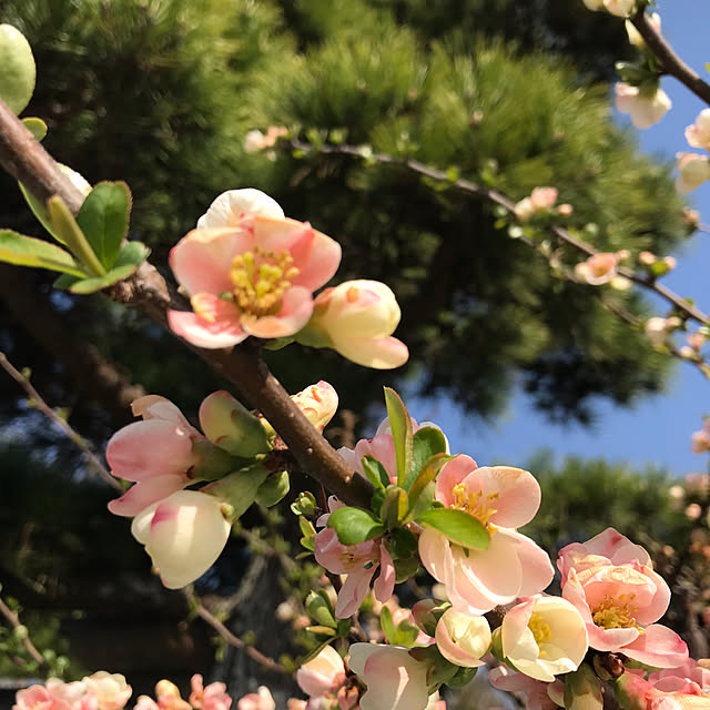 Nagakoさんの実例写真