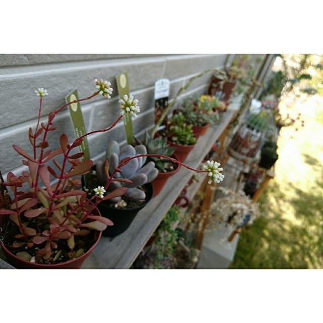 玄関/入り口/庭/花/植物/多肉植物...などのインテリア実例 - 2017-04-25 19:25:33