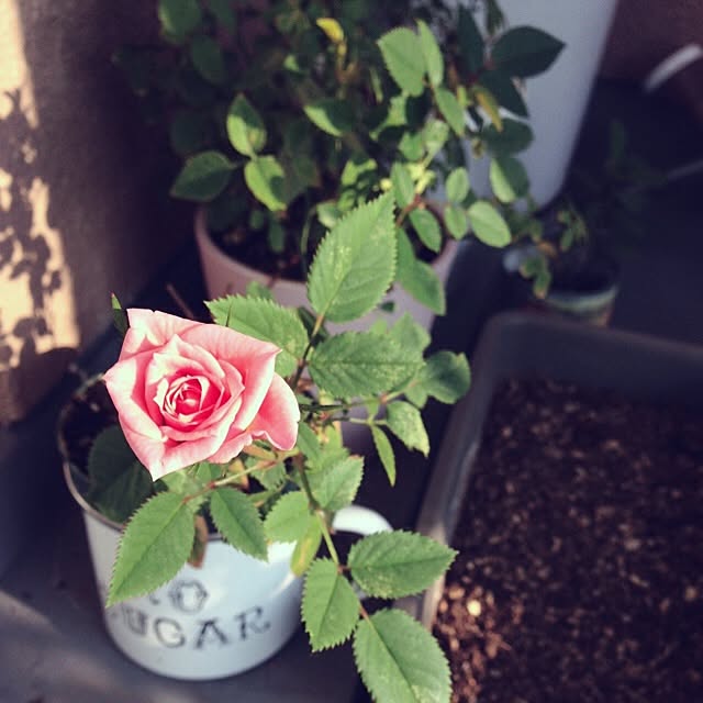 taroさんの実例写真