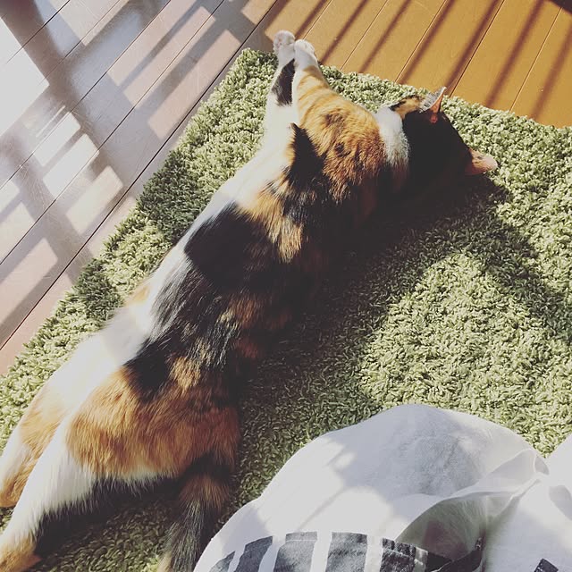 mayugonさんの実例写真