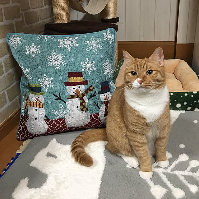 CATさんの実例写真