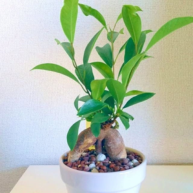 madokaさんの実例写真