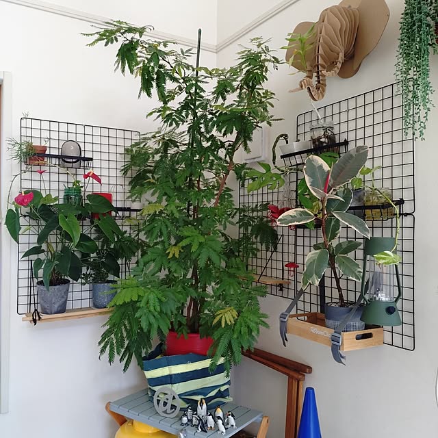 urchinさんの部屋