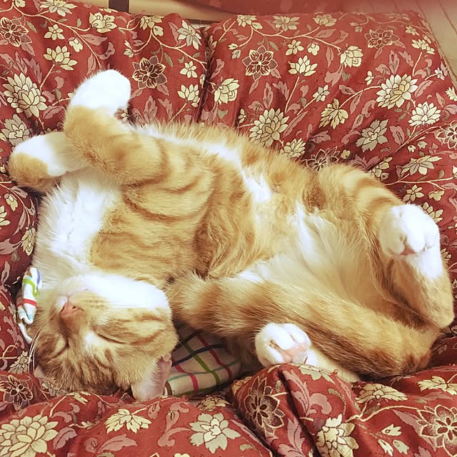 baronkotarouさんの実例写真