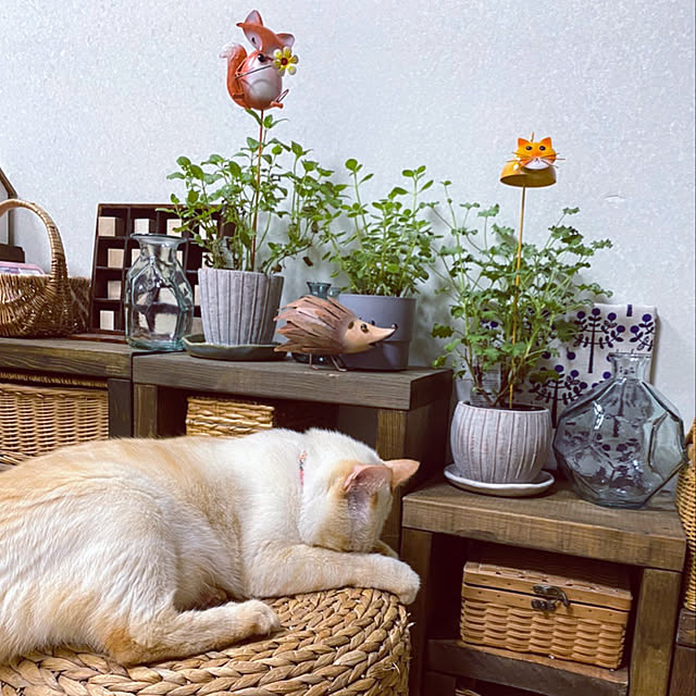 mohhaさんの実例写真
