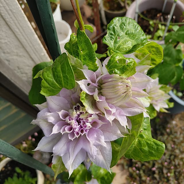 salacocoさんの部屋