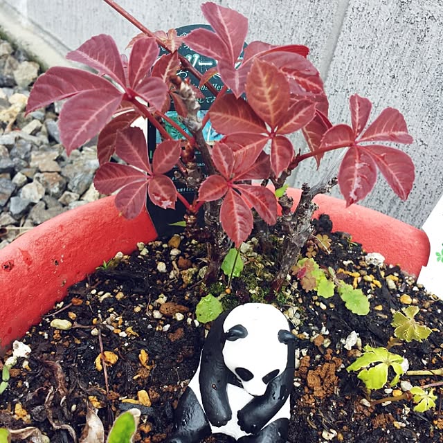 seiさんの実例写真