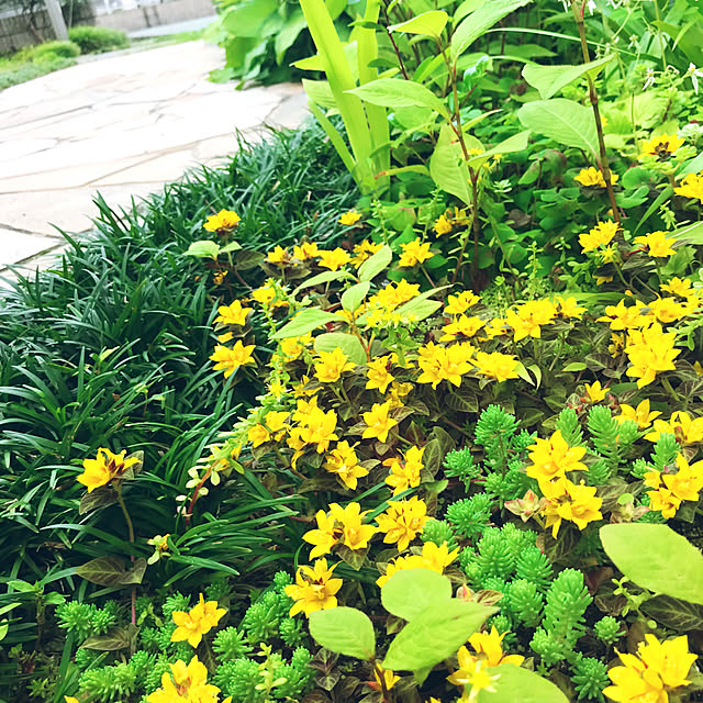 portulacaさんの実例写真