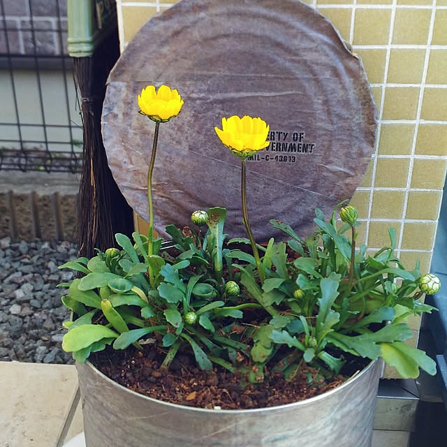 chiipinさんの実例写真