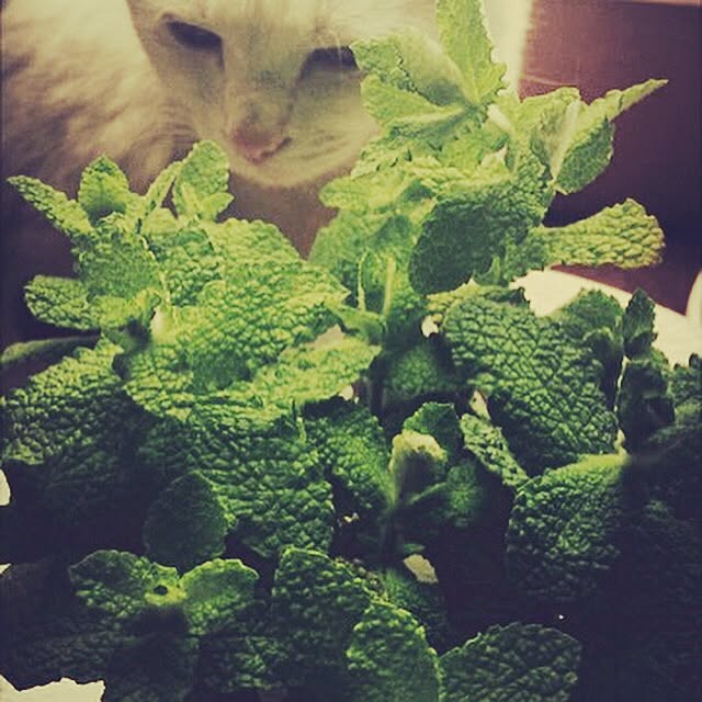 BIRDさんの実例写真
