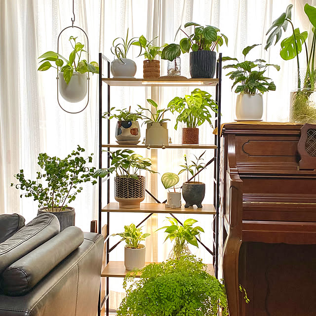 観葉植物/リビングのインテリア実例 - 2023-02-05 20:57:39