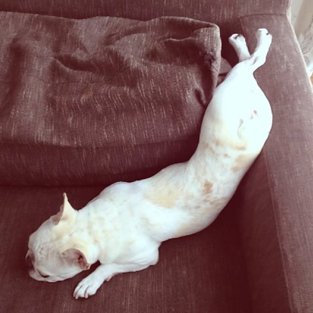 Komanechi.aさんの実例写真