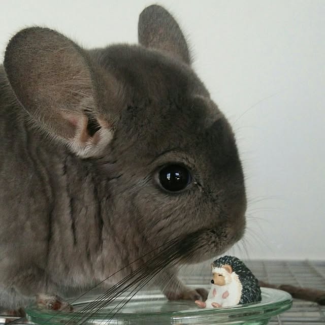 sakusakuさんの実例写真