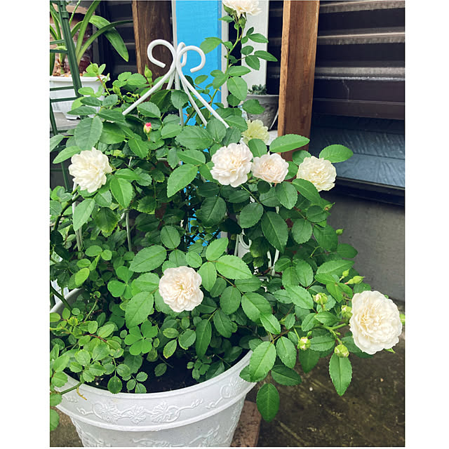 CoCo0617さんの実例写真