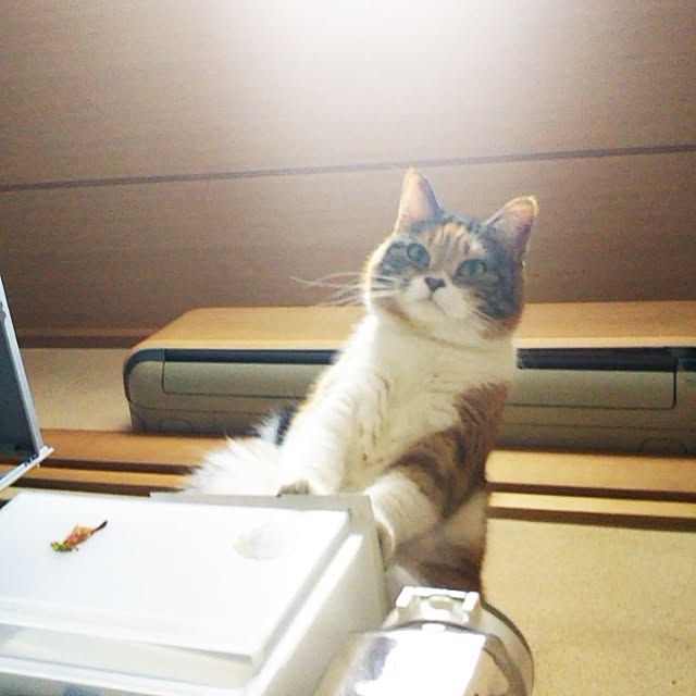 yukieさんの実例写真