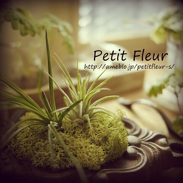Petitさんの実例写真
