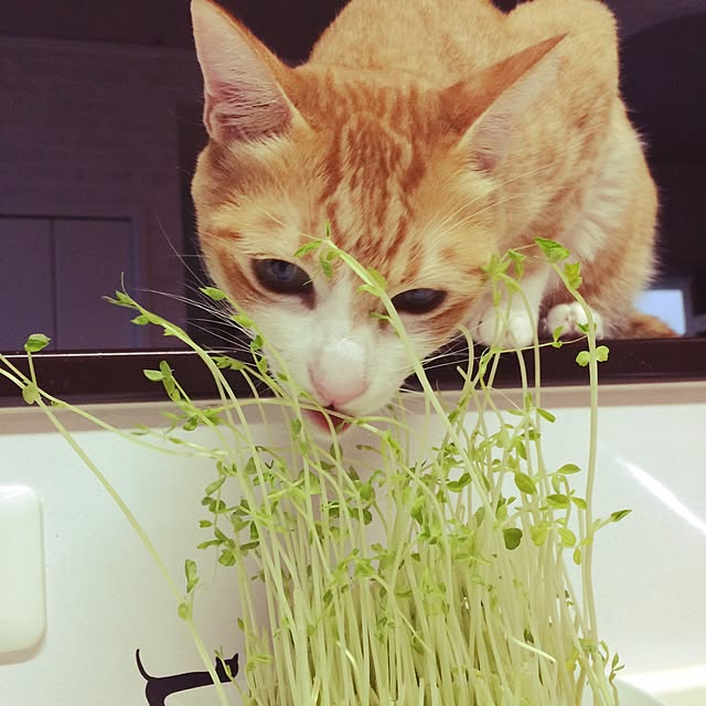 kazuyonさんの実例写真