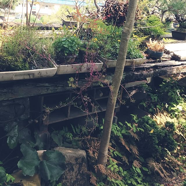 noriponさんの実例写真