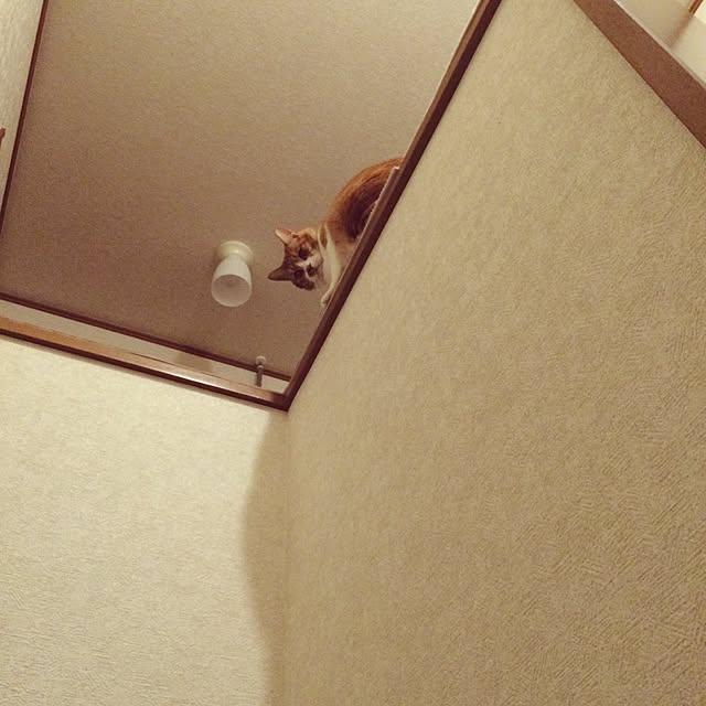 pikkariさんの実例写真