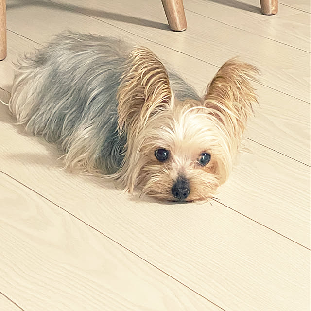 ohanaさんの実例写真