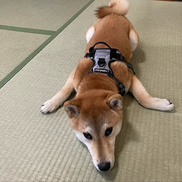 luckyさんの実例写真