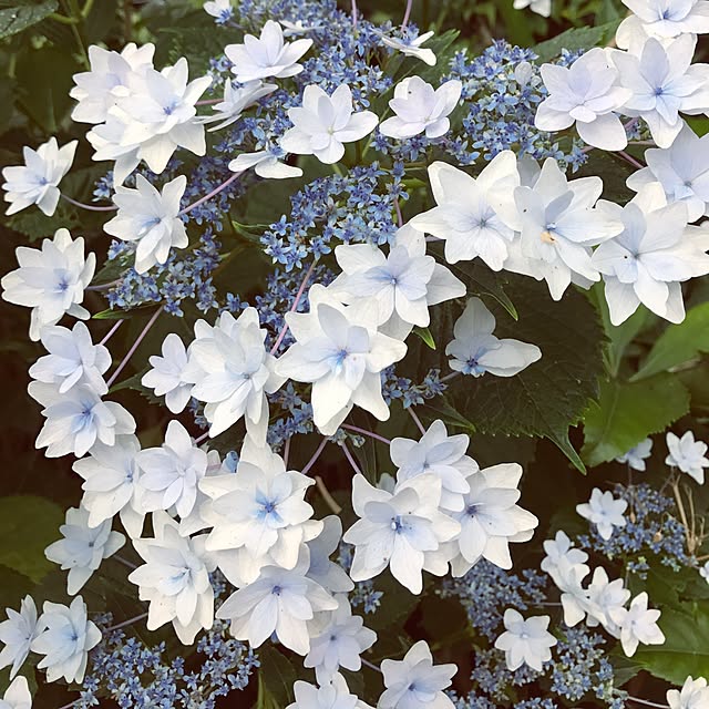 askarubyさんの実例写真