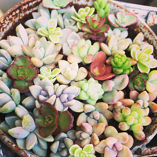 **yuu**さんの実例写真