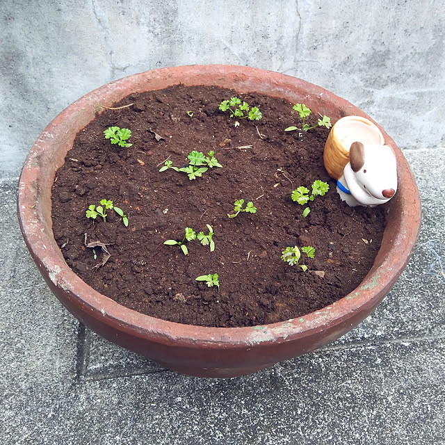 koakoroさんの実例写真