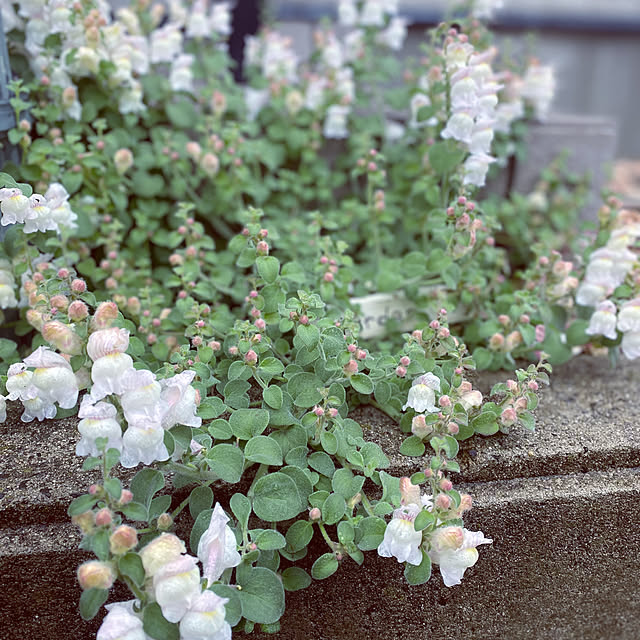 kuremaさんの実例写真