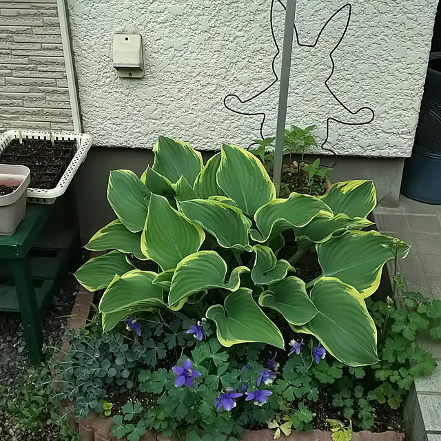 chiikokunさんの実例写真