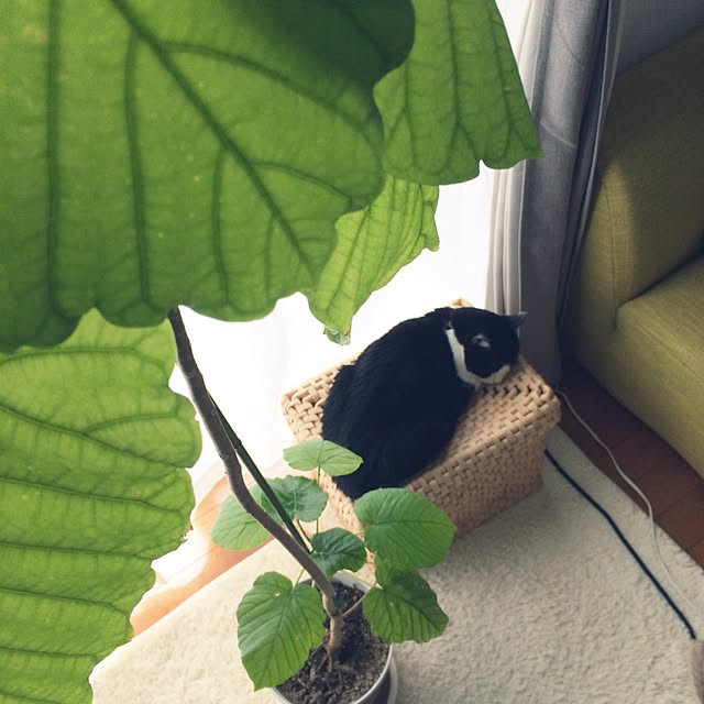 kazuさんの実例写真