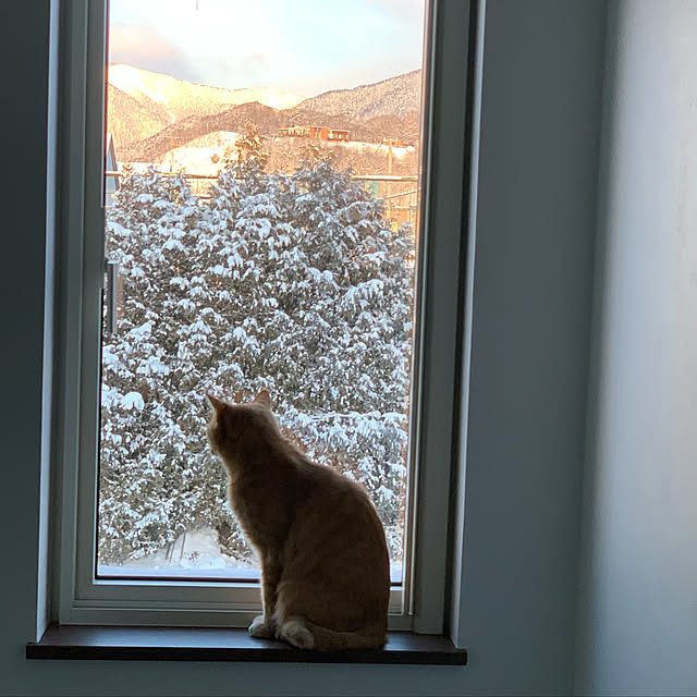 mikeume7さんの実例写真