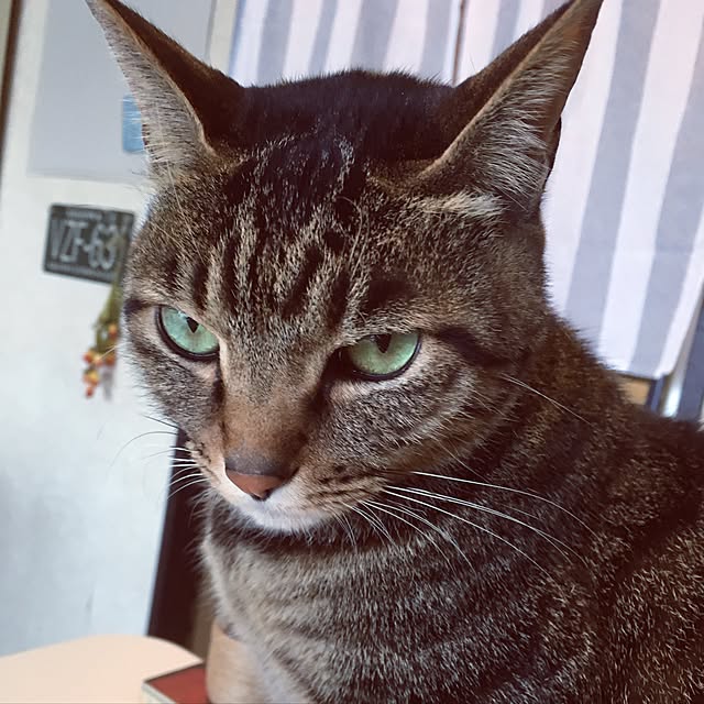 shigimiさんの実例写真