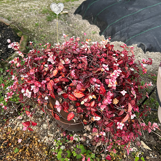 ritsukoさんの部屋