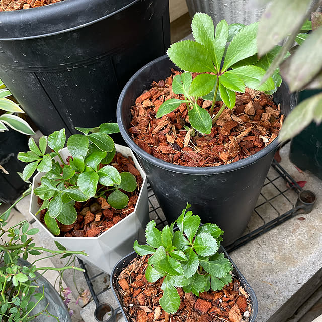 shiropenguinさんの部屋