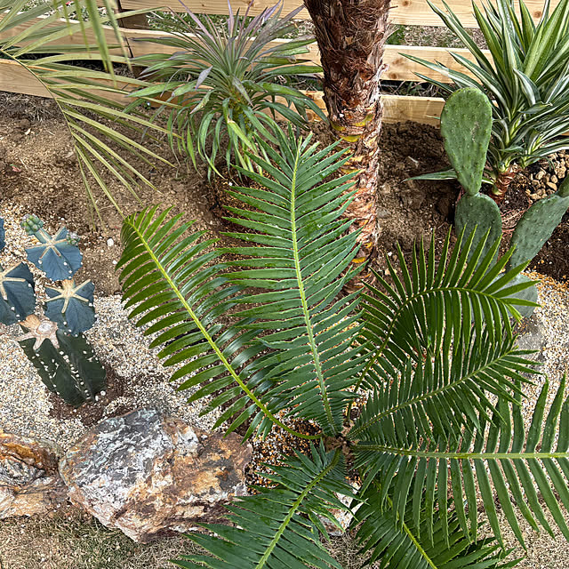 bonber0212さんの実例写真