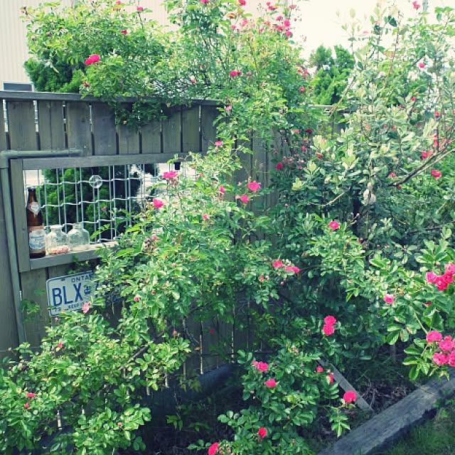NAOMIさんの実例写真