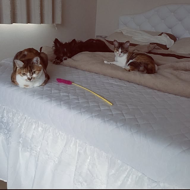 Ayumiさんの実例写真