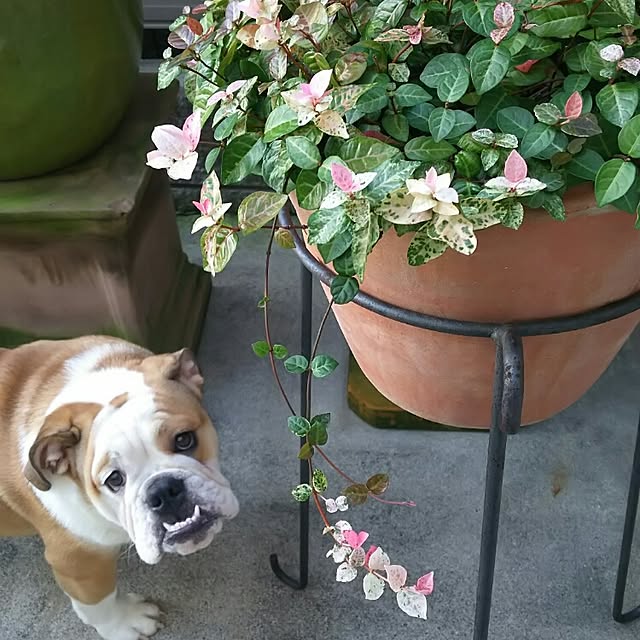 panchobiさんの実例写真
